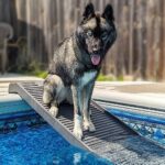 Dónde comprar rampas para perros para facilitar acceso a piscinas