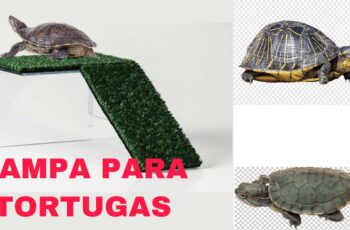 Guía: Cómo hacer una rampa casera para tortugas en su terrario
