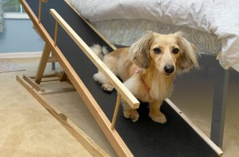 Guía y recomendaciones para hacer una rampa de perro para la cama