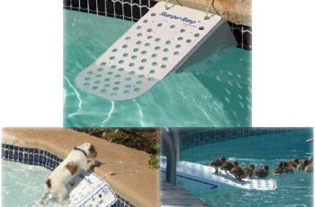 Rampa de piscina para perros: seguridad al entrar y salir del agua