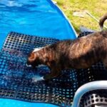 Construye una rampa de piscina casera para perros: Guía paso a paso