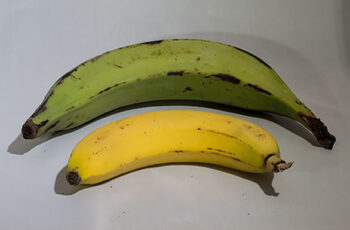 Comparación: ¿Qué es mejor para las rampas, el plátano o el banano?