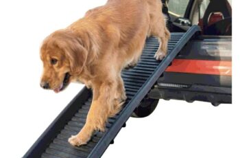 Rampa plegable para perros: facilidad para subir al coche