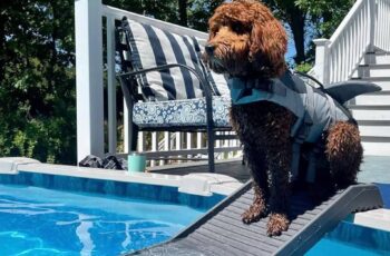 Rampas de piscina para cachorros: seguridad y diversión aseguradas