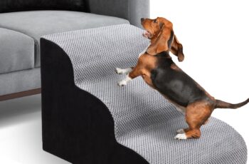 Escalera o rampa para perros: facilita su acceso a lugares altos